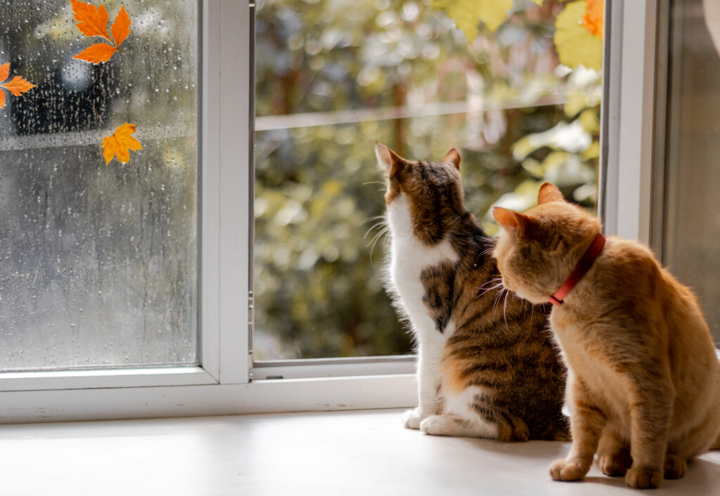 Protecting Your Window Screens From Your Pets