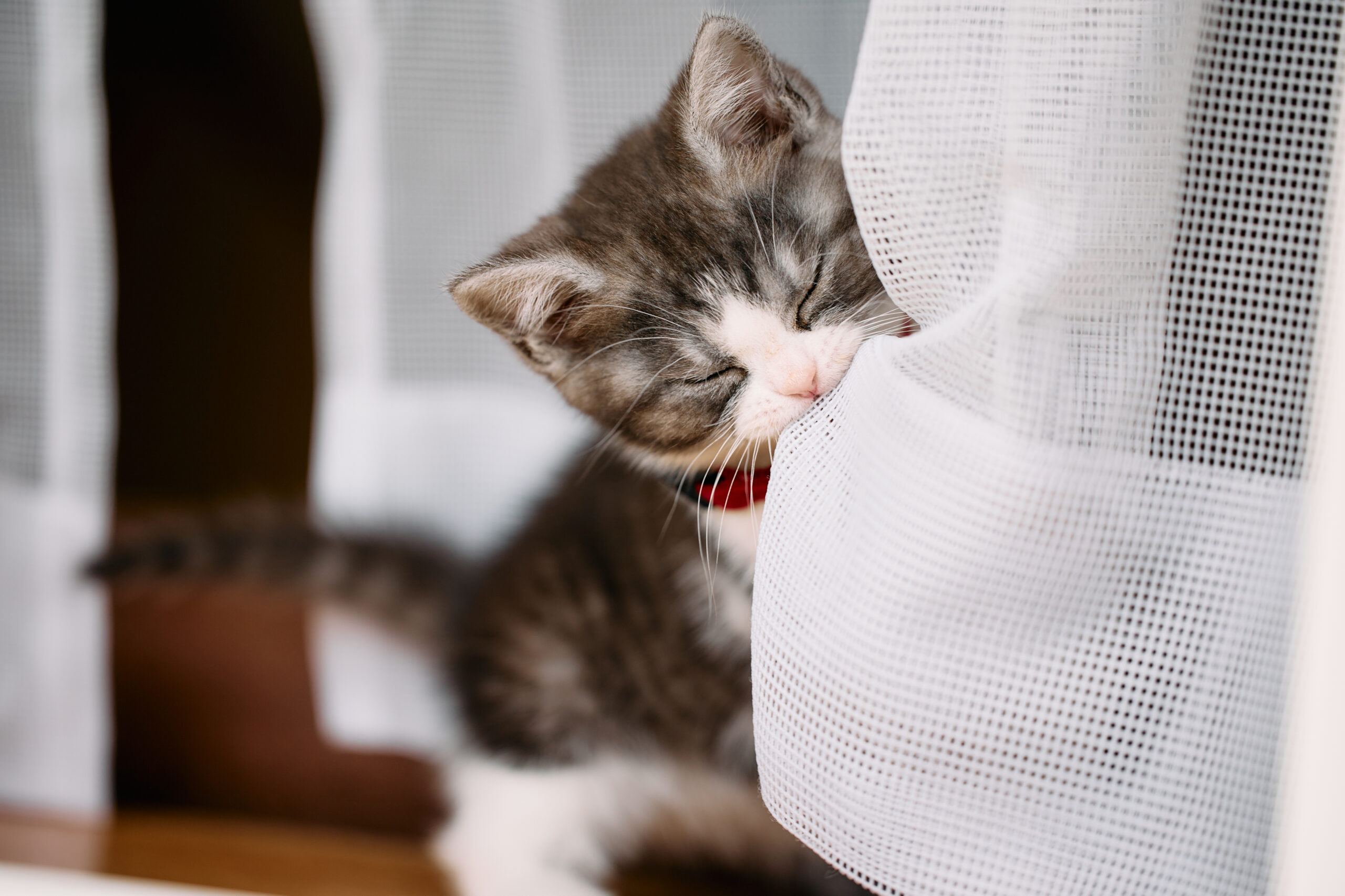 Protect your Window Screens from your pets