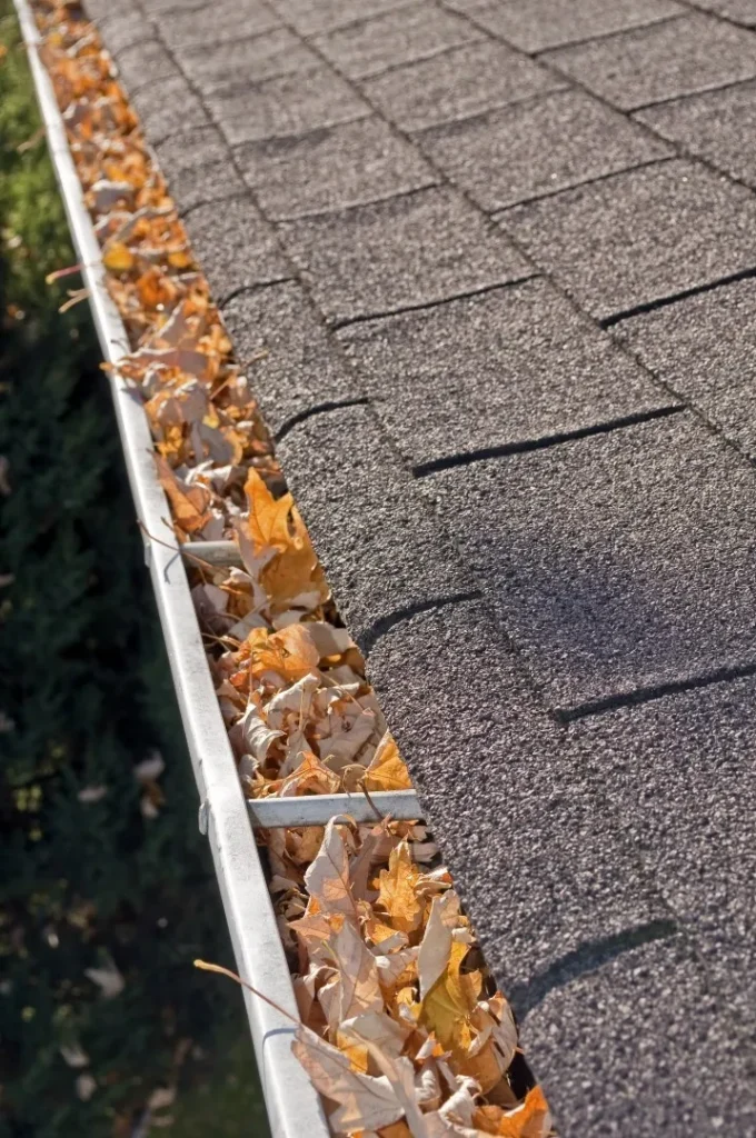 Can Clogged Gutters Lead To Pests?